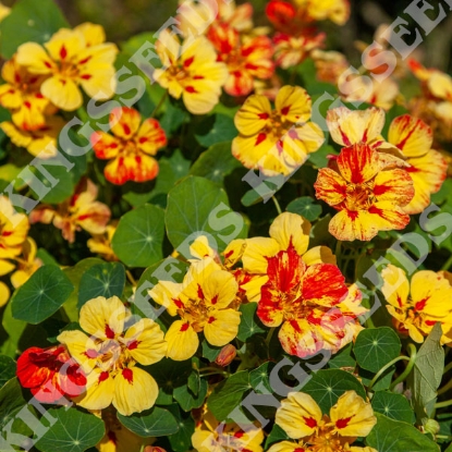 Picture of Nasturtium - Ice Cream Sundae